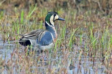 Rarest and beautiful birds in Russia photographed on Taimyr