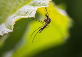 How do mosquitoes chirp?