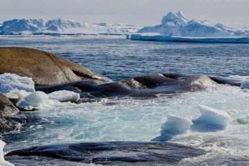 Scientists accidentally discovered Earth’s northernmost island