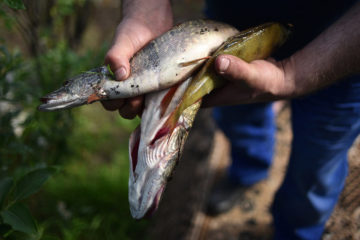 Taimyr people ask not to restrict fishing on Pyasina river