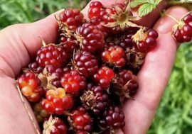 Time to harvest nectar berry, currants and blueberries in Taimyr