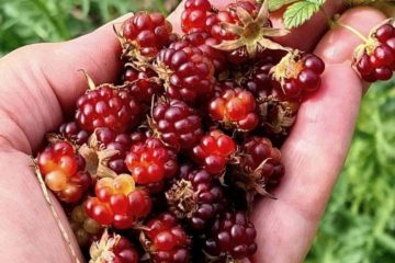 Time to harvest nectar berry, currants and blueberries in Taimyr