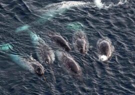 Arctic unicorns may disappear due to man-made noise