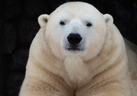 Royev Ruchey bears get ready for hibernation