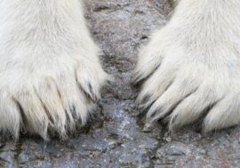 Orphaned polar bear found in Dikson