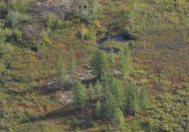 Shrubs accelerate permafrost melting