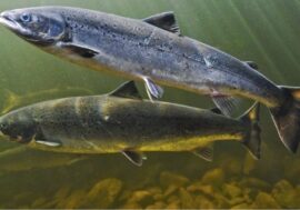 Nornickel helped to find Atlantic salmon in Murmansk region
