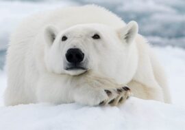 Why polar bears go out to people