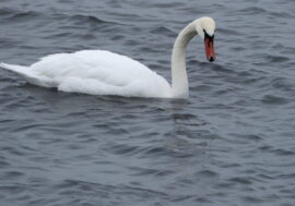 Norilsk residents worry about lonely swan