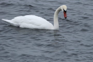 Norilsk residents worry about lonely swan