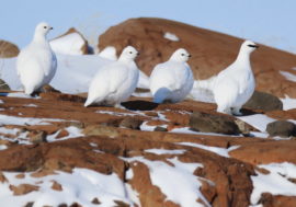 Yidyna community to teach Taimyr young people to hunt and fish