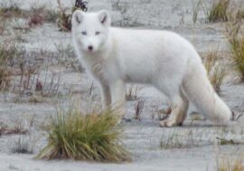 Albino arctic fox ran 250 kilometers and settled next to evil spirits