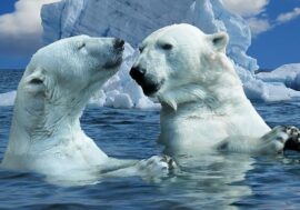 Nobody allows hunting polar bears in Russia