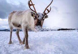 Reindeer’s superpower is ability to see UV light