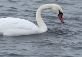 Lonely swan disappeared