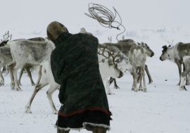 Reindeer herders can develop new markets for meat products