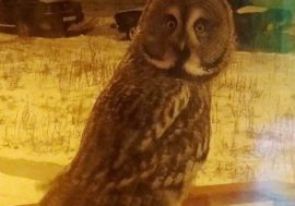 Polar owl visited Kayerkan resident