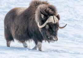 First musk ox fluff received in Taimyr