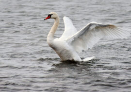 Rescuers fail to catch swan on Dolgoye lake