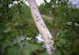Siberians created dietary supplement to prevent COVID-19
