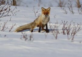 Regional ecology lessons encyclopedia available to everyone