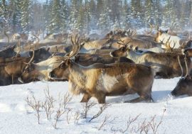 Scientists isolated unique bacteria from reindeer stomach