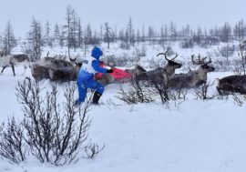 Reindeer breeders compete in Taimyr
