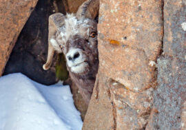 Taimyr travelers to look for bighorns