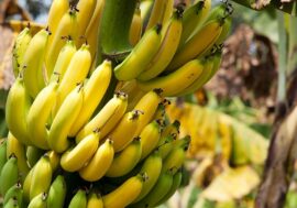Bananas to be grown in Arctic?