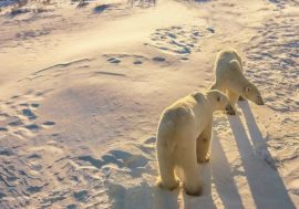 Yamal bear cubs walked 350 kilometers