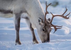 Russia celebrates Wild Reindeer Day