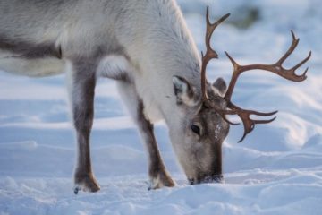 Russia celebrates Wild Reindeer Day