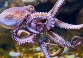Scientists found octopuses and large cod near North Pole