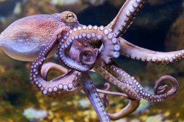 Scientists found octopuses and large cod near North Pole