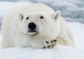 Russia approves polar bear preserving strategy until 2030