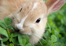 Monchegorsk metallurgist to breed rabbits and birds in Arctic