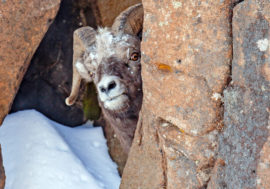 Bighorn Footsteps project presented in Norilsk