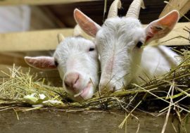 Arctic farm becomes best family business for tourists