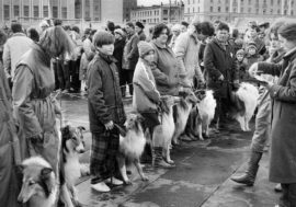 In 1970s first dog shows were held in Norilsk