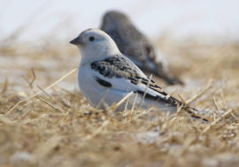 Migratory birds return to Taimyr after winter