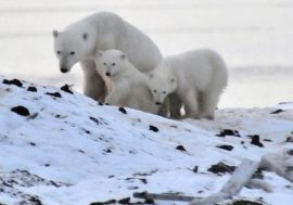 She-bear with three cubs’ traces found on Alexandra Land island
