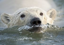 Polar bears learn to survive in warming conditions