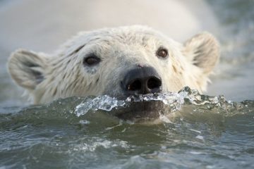 Polar bears learn to survive in warming conditions