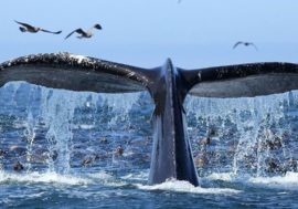 Tourists to see northern lights and whales