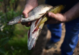 Fishing camp to be built near Hatanga