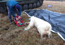 Moscow vets rescued polar bear