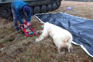 Moscow vets rescued polar bear
