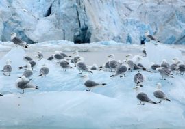 Ecologists explore nature near hydrocarbon deposits in Arctic