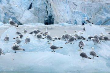 Ecologists explore nature near hydrocarbon deposits in Arctic