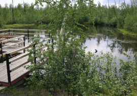 Taimyr water bodies biodiversity to be restored